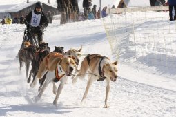Lenk 2012 SM